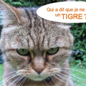 leboncoin-fr-tigre-cop21